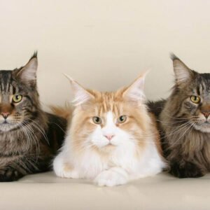 Maine-Coon-Kätzchen zu verkaufen
