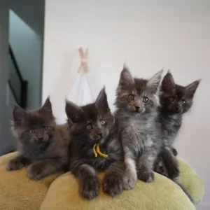 Maine-Coon-Kätzchen zu verkaufen