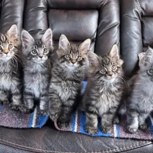 Maine-Coon-Kätzchen zu verkaufen