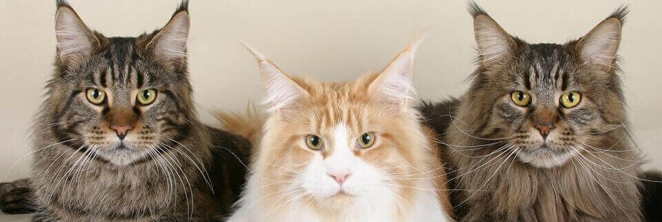 Maine-Coon-Kätzchen zu verkaufen